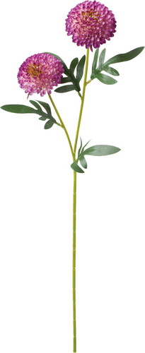 ポンポンマムスプレーの画像