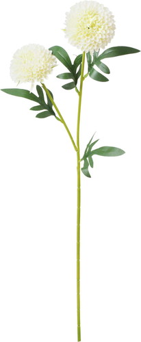 ポンポンマムスプレーの画像