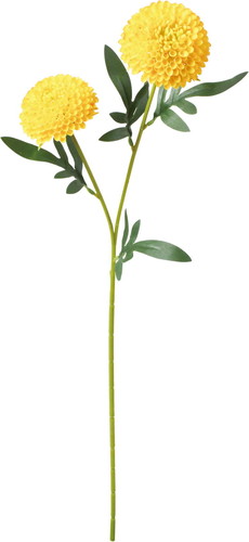 ポンポンマムスプレーの画像