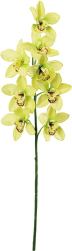 フルブルームシンビジュームの画像