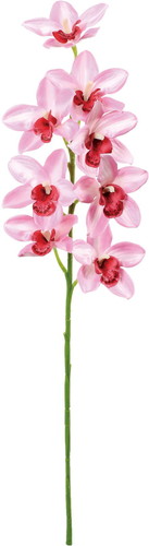 フルブルームシンビジュームの画像