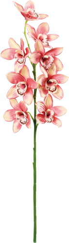 フルブルームシンビジュームの画像