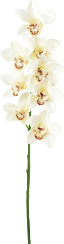 フルブルームシンビジュームの画像