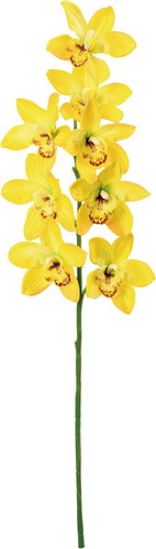 フルブルームシンビジュームの画像