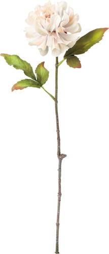 セレスティアシングルダリアの画像