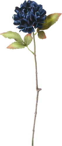 セレスティアシングルダリアの画像