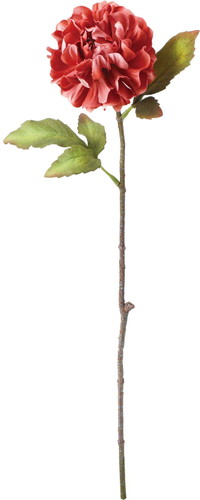 セレスティアシングルダリアの画像