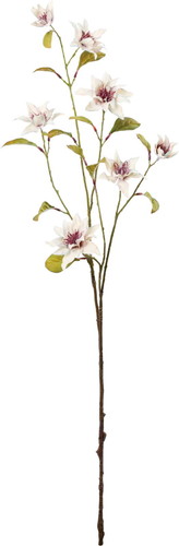 セレスティアクレマチスブランチの画像