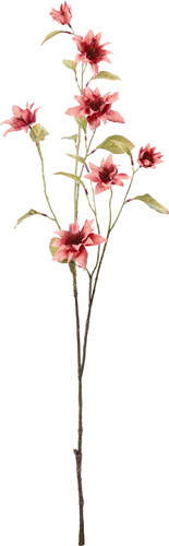 セレスティアクレマチスブランチの画像