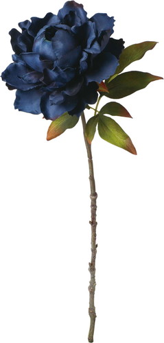 セレスティアシングルピオニーの画像