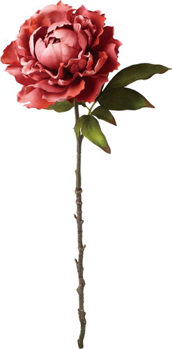 セレスティアシングルピオニーの画像