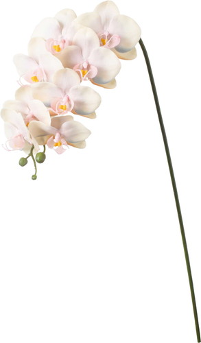 セレスティアオーキッドの画像