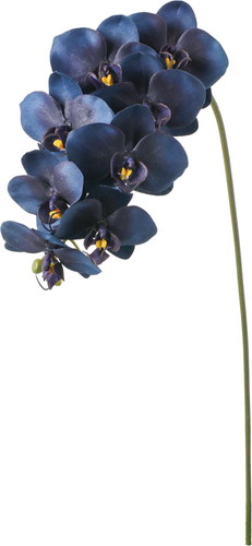 セレスティアオーキッドの画像