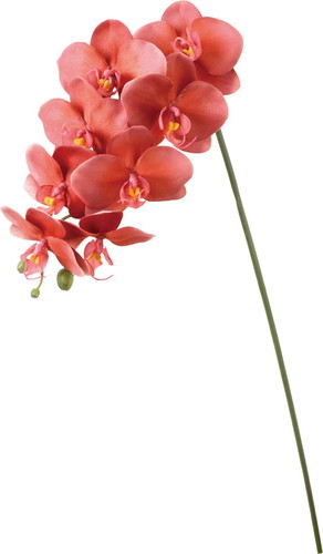 セレスティアオーキッドの画像