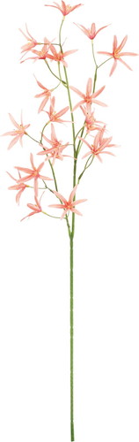 シベリアリリーの画像