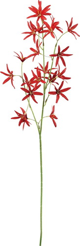 シベリアリリーの画像