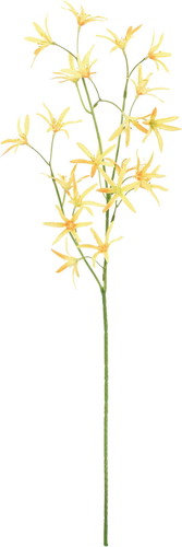 シベリアリリーの画像