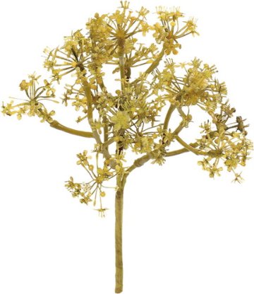 ミニキンモクセイブッシュの画像