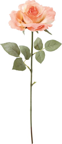 クレールシングルローズの画像