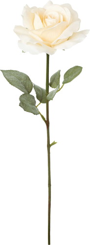 クレールシングルローズの画像