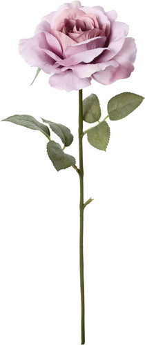 クレールシングルローズの画像