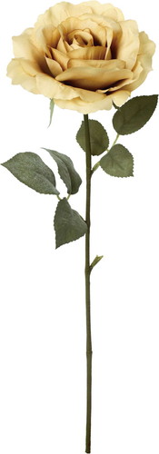 クレールシングルローズの画像