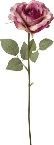 クレールシングルローズの画像