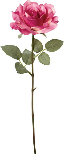 クレールシングルローズの画像