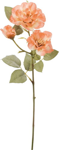 クレールガーデンローズの画像