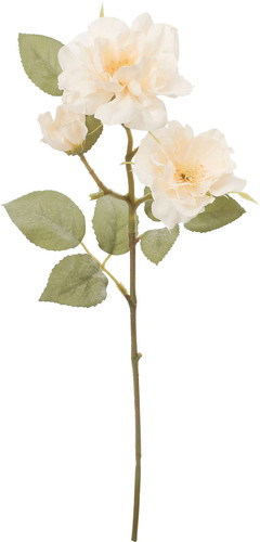 クレールガーデンローズの画像