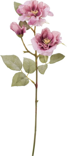 クレールガーデンローズの画像