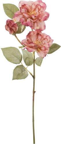 クレールガーデンローズの画像