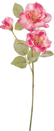 クレールガーデンローズの画像