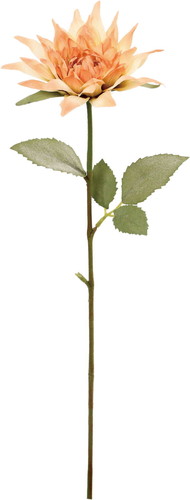 クレールシングルダリアの画像