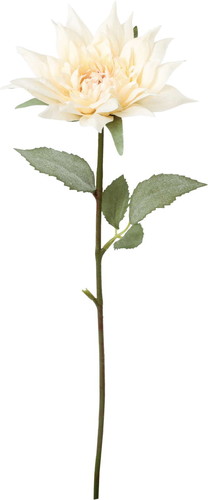 クレールシングルダリアの画像