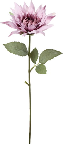 クレールシングルダリアの画像