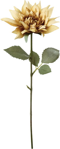 クレールシングルダリアの画像