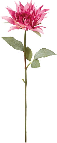 クレールシングルダリアの画像