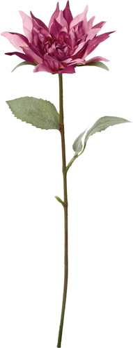 クレールシングルダリアの画像