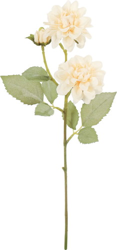 クレールダリアスプレーの画像