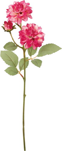 クレールダリアスプレーの画像