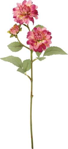 クレールダリアスプレーの画像