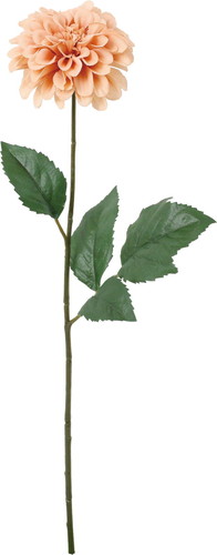 ノーブルダリアの画像