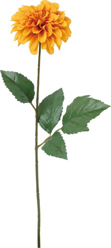 ノーブルダリアの画像