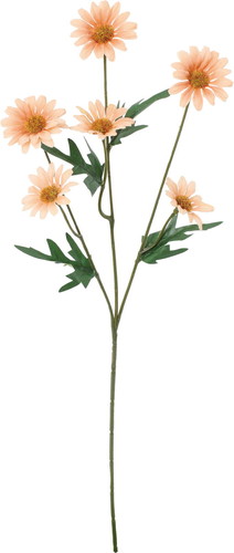 ノーブルデイジースプレーの画像