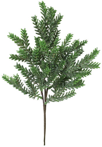 ノーザンパインスプレーの画像