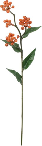 ノーブルベリースプレーの画像