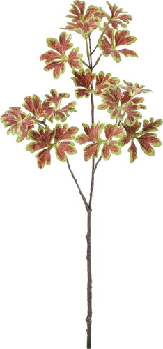 コリウススプレーの画像