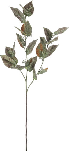 ケヤキリーフスプレーの画像