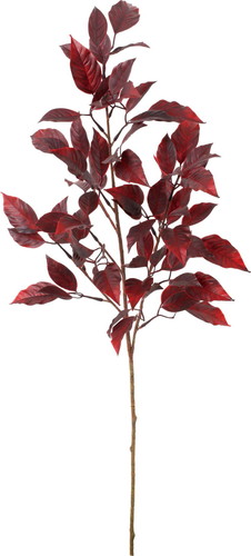 アカバセンニチコウスプレーの画像